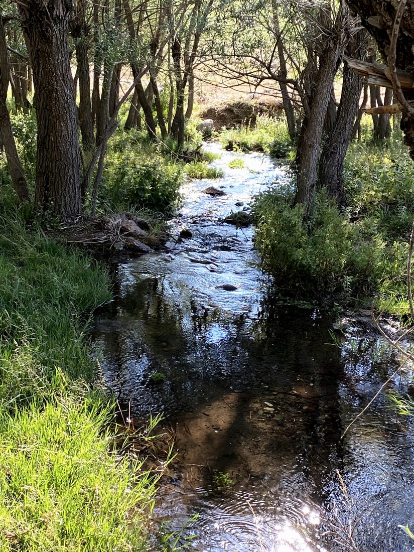 A stream running clear beneath willows